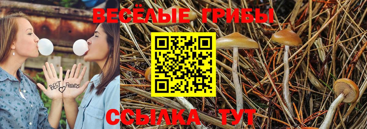 Псилоцибиновые грибы GOLDEN TEACHER  Галлюциногенные грибы Cubensis  Десногорск  Вход с VPN 